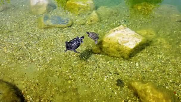 Deux petites tortues aquatiques mignonnes dans un étang décoratif
. - Séquence, vidéo