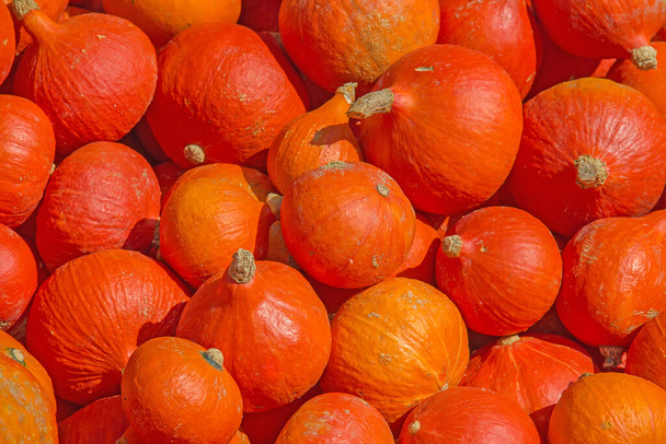 Colorful pumpkins collection on the autumn market - Fotoğraf, Görsel