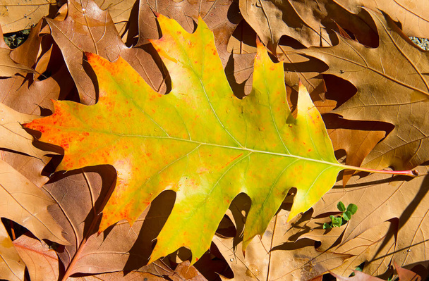 Colorful oak leaf in the autumn - 写真・画像