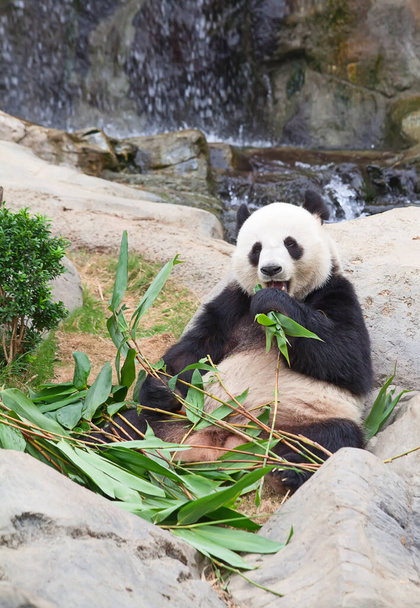 Óriás pandamaci bambuszleveleket eszik. - Fotó, kép