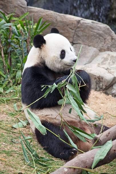 Γιγάντιο πάντα αρκούδα τρώει φύλλα μπαμπού - Φωτογραφία, εικόνα