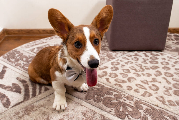 Cachorro Corgi en una corbata, divertido y lindo
 - Foto, imagen