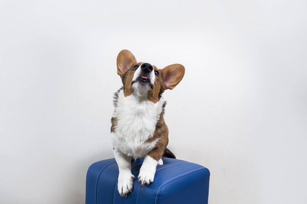 un cachorro Corgi en una silla azul contra una pared blanca
 - Foto, Imagen