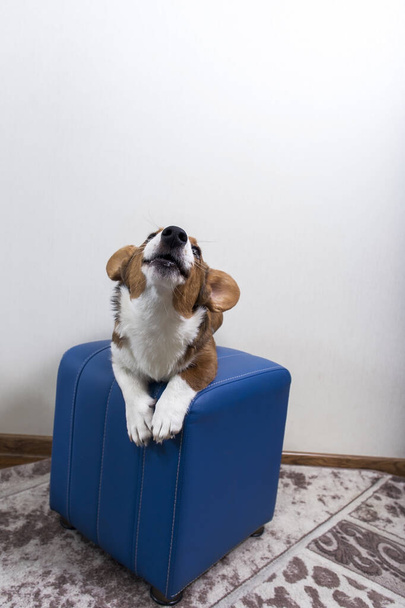 ένα κουτάβι Corgi σε μια μπλε καρέκλα πάνω σε ένα λευκό τοίχο - Φωτογραφία, εικόνα