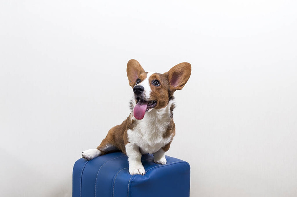 um cachorro Corgi em uma cadeira azul contra uma parede branca
 - Foto, Imagem