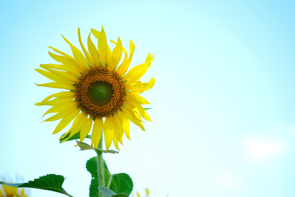 einzelne Sonnenblume - Foto, Bild