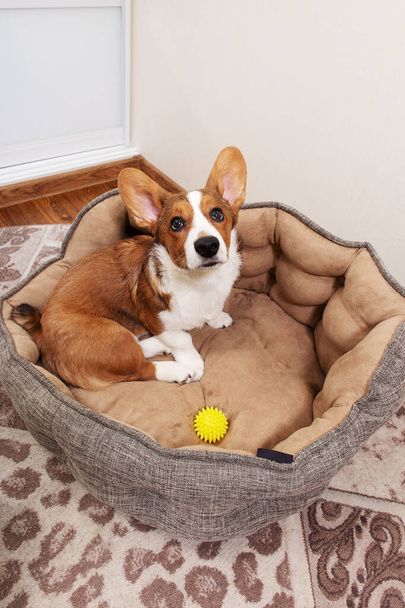 un cachorro Corgi está acostado en una cama en casa, vista superior
 - Foto, imagen