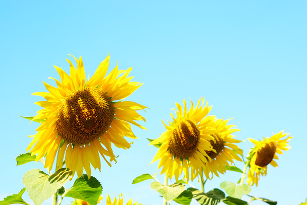 Sonnenblumenreihe - Foto, Bild