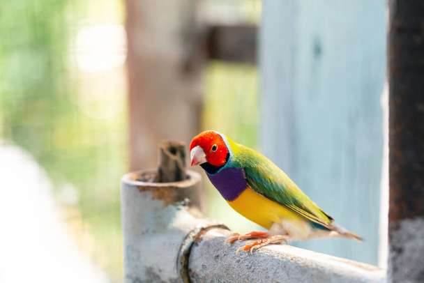 Όμορφη πολύχρωμη γκούλντιαν πουλί σπίνος - Φωτογραφία, εικόνα