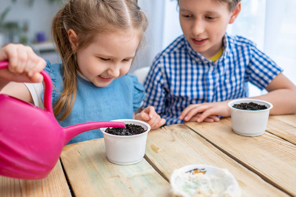 Cute boy and girl sitting at a table and engaged in sowing seeds for cultivation. Children sow sprouted pumpkin seeds in pots with Earth and water them. the concept of growing your own vegetables. Natural gardening. - 写真・画像