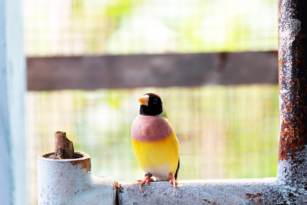 Güzel renkli Gouldian ispinozu - Fotoğraf, Görsel