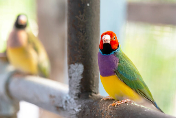 Gyönyörű sokszínű guldiai pinty madár - Fotó, kép