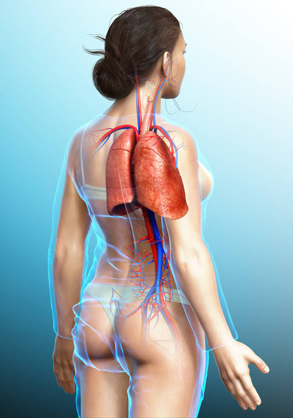 3d rendered, medically accurate illustration of a female lung anatomy - Foto, afbeelding