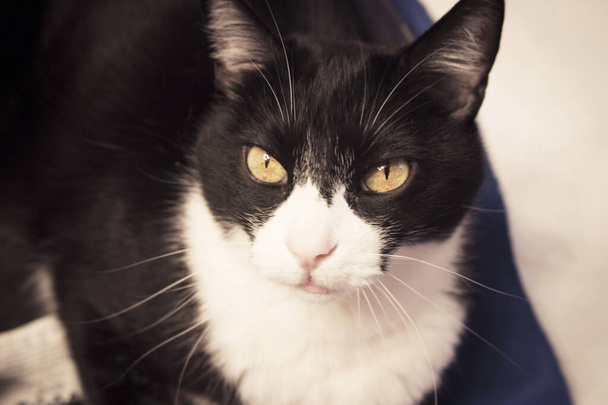 Черно-белая кошка с тревожным выражением. Нет людей
 - Фото, изображение