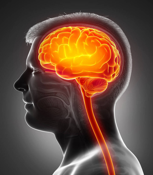 3d rendered, medically accurate illustration of a male highlighted brain /headache - Foto, imagen