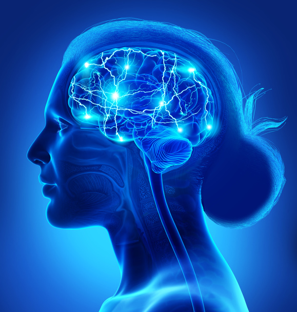 3D рендеринг, медицинская точная иллюстрация женского активного мозга
 - Фото, изображение