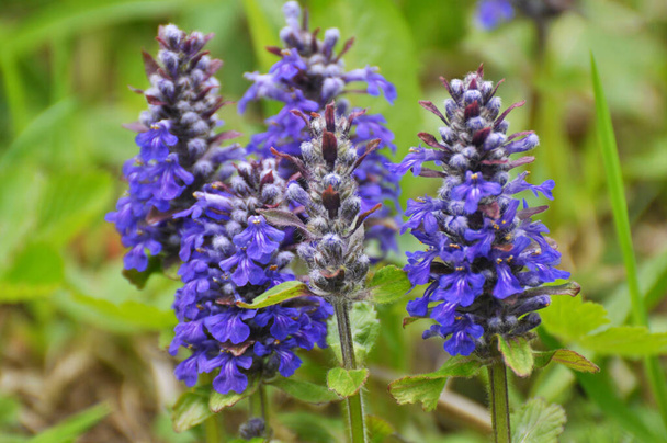 Ajuga reptans grows and blooms in herbs in the wild - Photo, Image