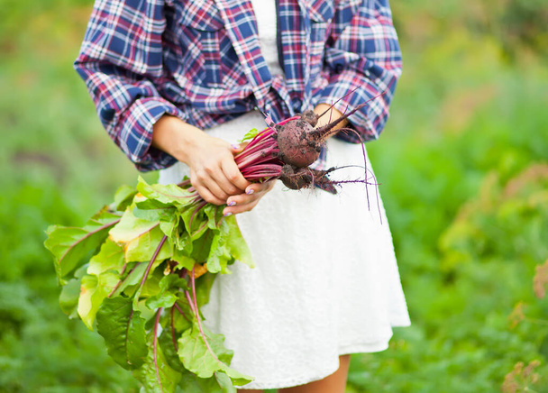 Woman holding a ripe beetroot. Local farming, harvesting concept - 写真・画像