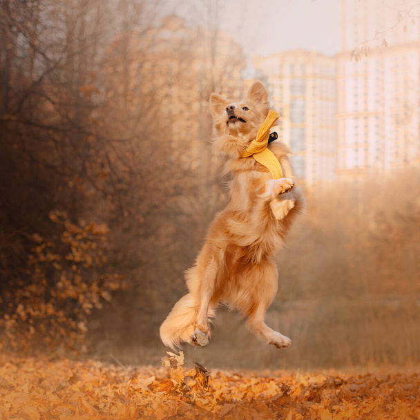 happy mixed breed dog jumping outdoors in autumn - Фото, зображення