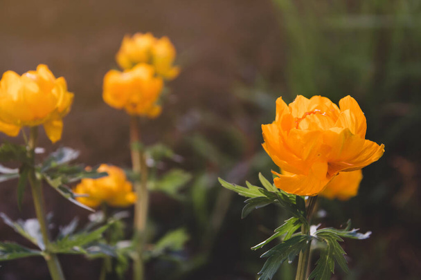 Orange spring flowers copy space. Siberian flowers. Blooming trollius. - Foto, Imagem