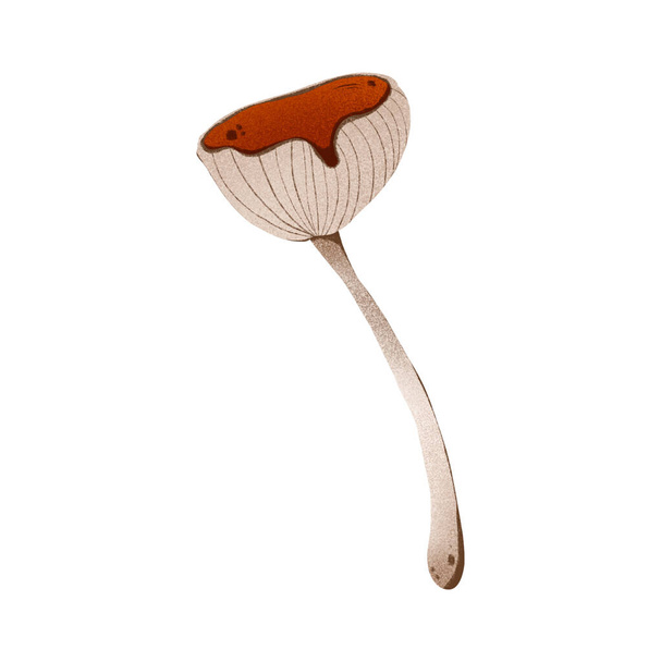 Russula sieni syksyllä söpö digitaalinen tekstuuri digitaalista taidetta. Tulosta kortit, julisteet, julisteet, liput, tarrat, web, kankaat, tekstiilit, käärepaperi, laatikot, valikot, sisustus, pakkaustuotteet
. - Valokuva, kuva