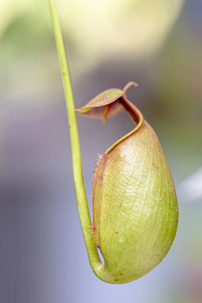 A Nepenthes egyfajta rovarevő növény, amely elsősorban az esőerdőben nő.. - Fotó, kép