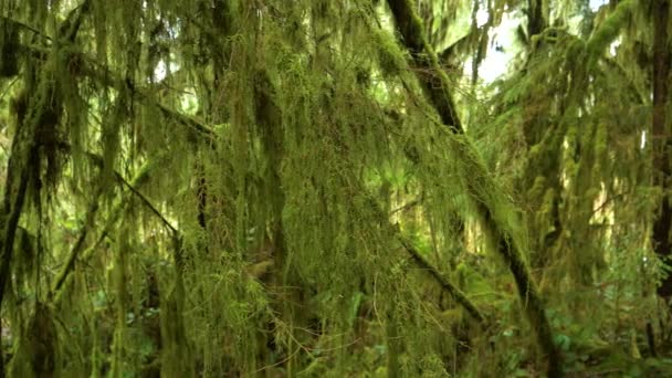 FECHAR UP: Cênico tiro de musgo coberto ramos em densa floresta tropical temperada
. - Filmagem, Vídeo