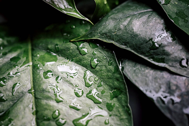 Капли воды на листьях во время дождливого сезона дождевых лесов  - Фото, изображение