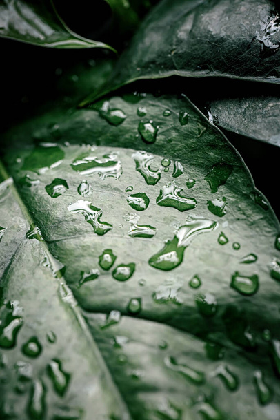Krople wody na liściach w porze deszczowej lasów deszczowych  - Zdjęcie, obraz
