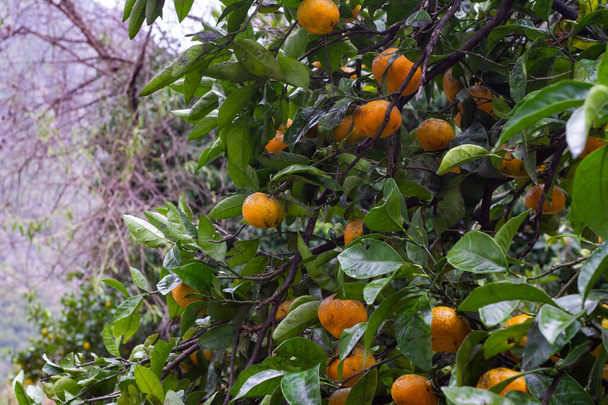 Bahçedeki bir ağaçta asılı bir sürü mandalina. - Fotoğraf, Görsel