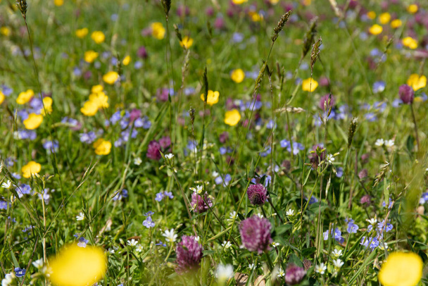 Flores silvestres en un campo verde en primavera. Naturaleza Tema fondo
 - Foto, imagen