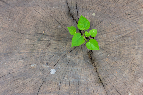 Árvore verde sobre fundo de madeira
 - Foto, Imagem