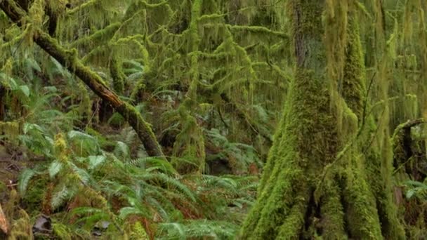 ZAMKNIJ Żwawy zielony mech pokrywa drzewa głęboko w Lesie Narodowym Olimpijskim - Materiał filmowy, wideo