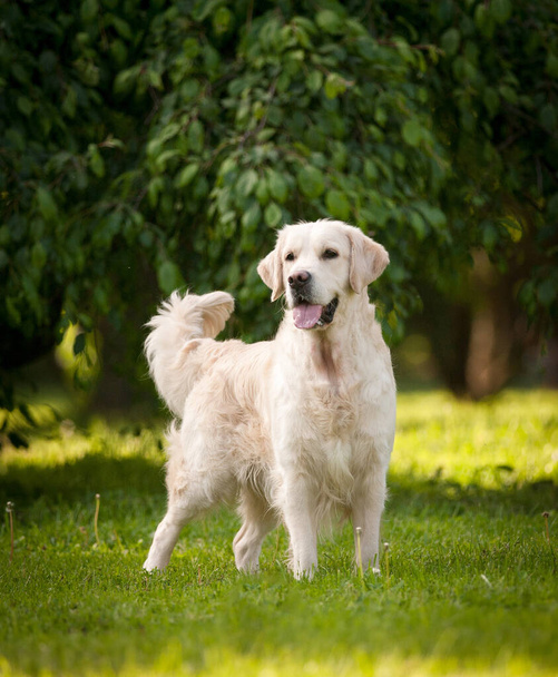 Gyönyörű fajtiszta golden retriever kutya pózol a nyári parkban. Egy barát társa kutya áll a zöld gyepen. Kutya a kertben. - Fotó, kép