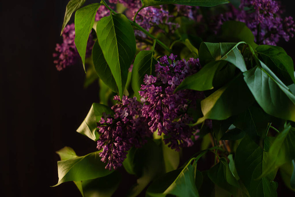 Purple Lilac flowers with fresh green leaves on black background with selective focus. Dark and moody spring summer backdrop. Cotrasting low key colors, nature banner copy space. Greeting card mockup. - Photo, Image