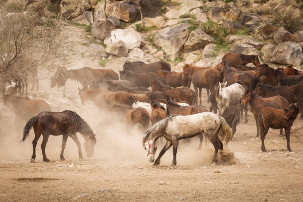 Kapadokya 'nın vahşi atları gün batımında güzel kumlarla koşuyor ve bir kovboy tarafından yönlendiriliyor. - Fotoğraf, Görsel
