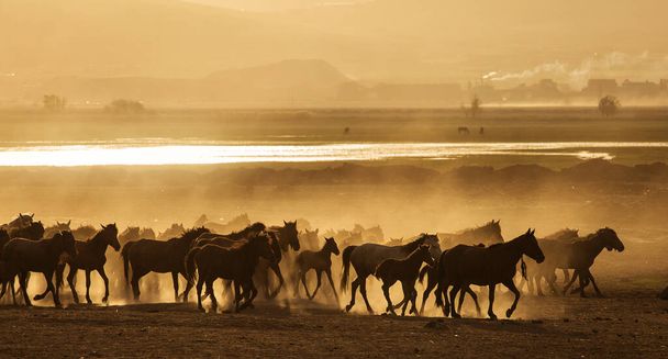 Cavalli selvaggi della Cappadocia al tramonto con belle sabbie, in esecuzione e guidati da un cawboy
 - Foto, immagini