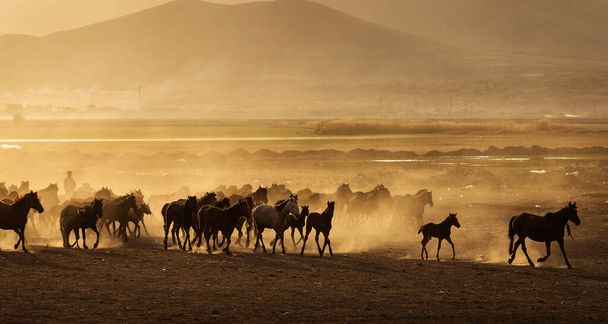 Divocí koně Cappadocia při západu slunce s krásnými písky, běh a pod vedením cawboy - Fotografie, Obrázek