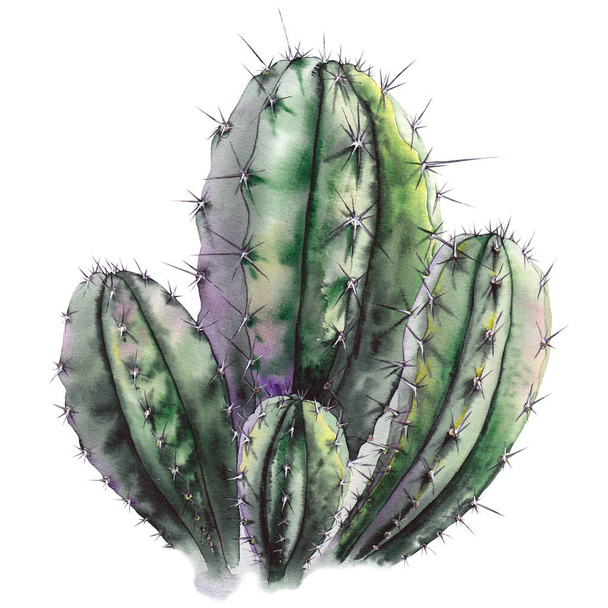Watercolor green cactus. - Photo, Image