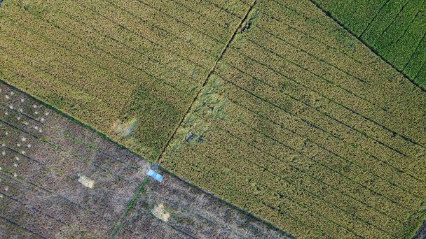 Textura verde jovem campo de arroz. Plantas de arroz verde crescendo. Vista aérea
 - Foto, Imagem