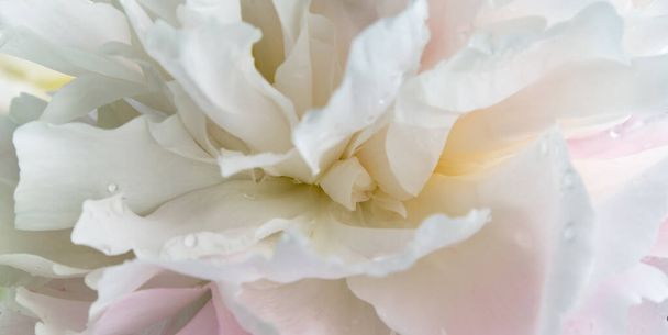 Bannière romantique, délicates pivoines blanches fleurs gros plan. Pétales roses parfumés - Photo, image