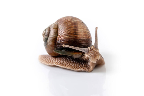 Helix Pomatia Snail s hnědou pruhovanou skořápkou, plazit izolované na bílém pozadí Helix Pomatia Burgundy Roman, Escargot. mezera pro text. - Fotografie, Obrázek