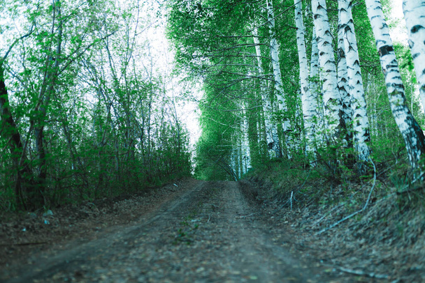 Beautiful birch trees along a country road. - Photo, Image