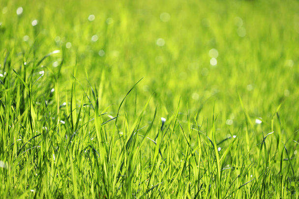 Fiatal zöld fű a napfényben, szelektív fókusz. Friss tavasz természet háttér, napos rét textúra - Fotó, kép