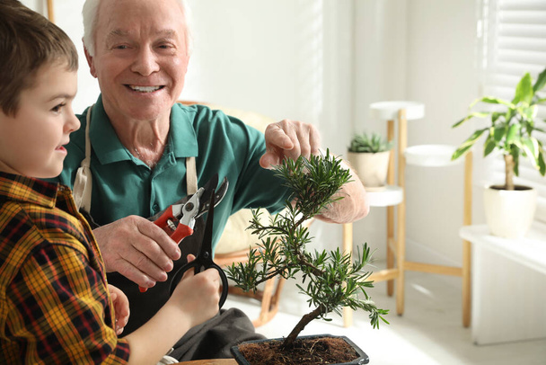 Vanhempi mies, jolla on lapsenlapsi hoitamassa japanilaista bonsai-kasvia sisätiloissa. zen-ilmapiirin luominen kotona - Valokuva, kuva