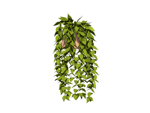 Квітковий горщик з розлогими зеленими рослинами
 - Фото, зображення