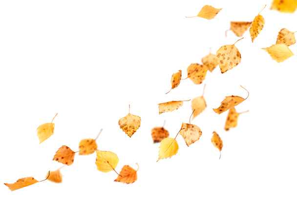 Falling Autumn Leaves - Photo, Image
