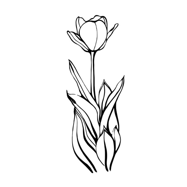 Ręcznie rysowany Tulipan na łodydze z listowami.Tulipan kwiat. Ilustracja wektora w stylu Doodle. Elementy są izolowane na białym tle - Wektor, obraz