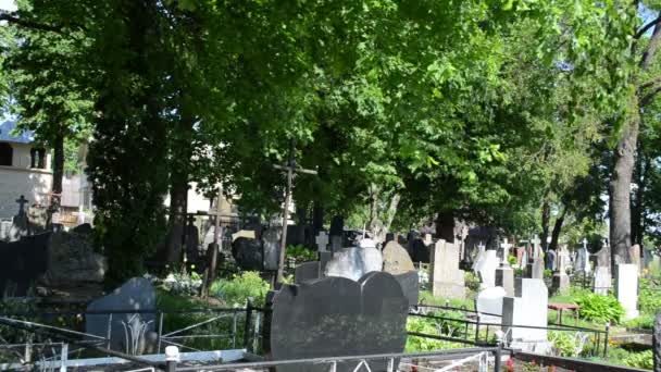 Tombstone tree graveyard - Footage, Video