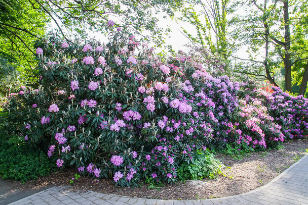 Rhododendron plant fragrant beautiful flowers blooming in spring park. - Photo, Image
